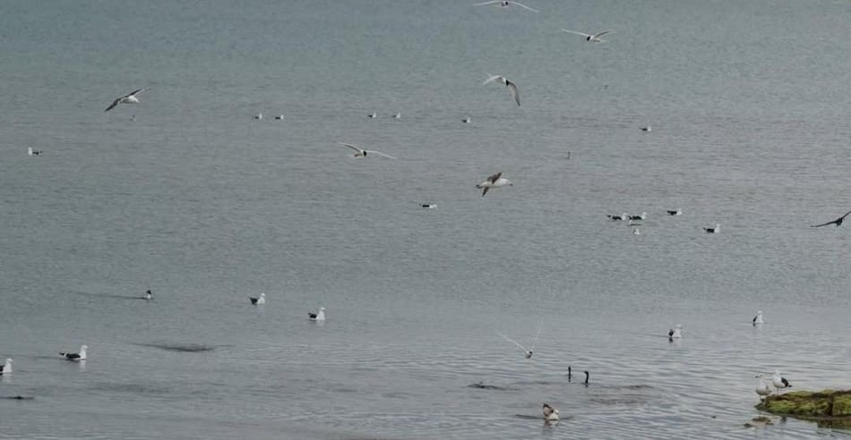 Playa Arroyo Marea, en Chubut. Foto: Instagram / proyectopatagoniaazul.