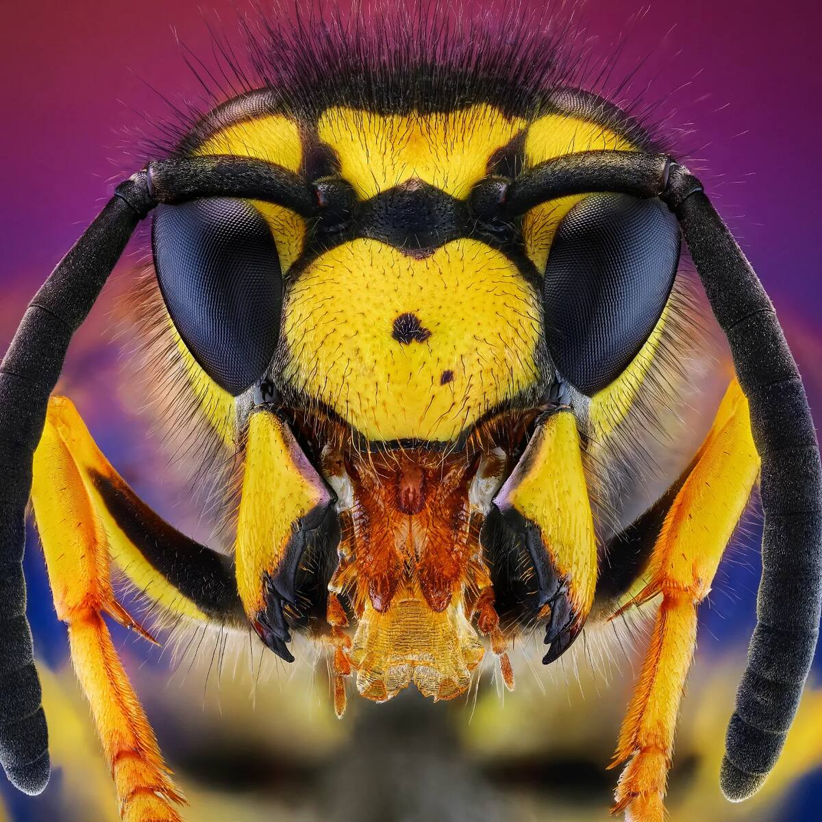 Avispa chaqueta amarilla