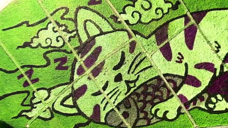 Gatos de arroz. Foto: Captura de video, Reuters.