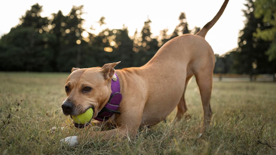La importancia de entrenar a un perro viejito.