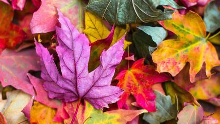 Otoño. Foto: Unsplash.