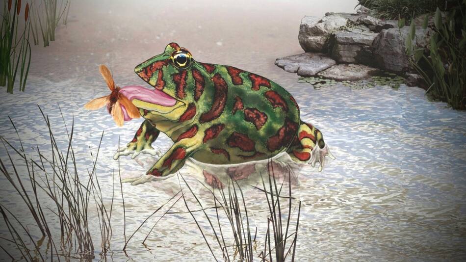 Nueva especie de anfibio. Foto: Telam
