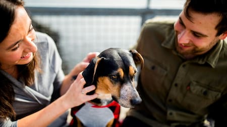 Perros; mascotas; humanos. Foto: Unsplash.