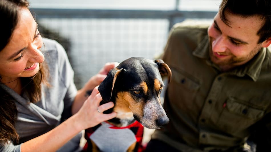 Perros; mascotas; humanos. Foto: Unsplash.