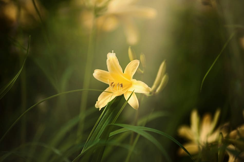 Corrientes prohíbe el lirio amarillo, una flor exótica que pone en riesgo los humedales. Foto: Unsplash