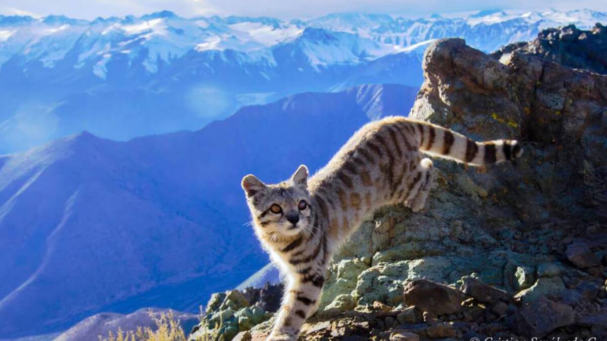 Gato Andino. Foto: X