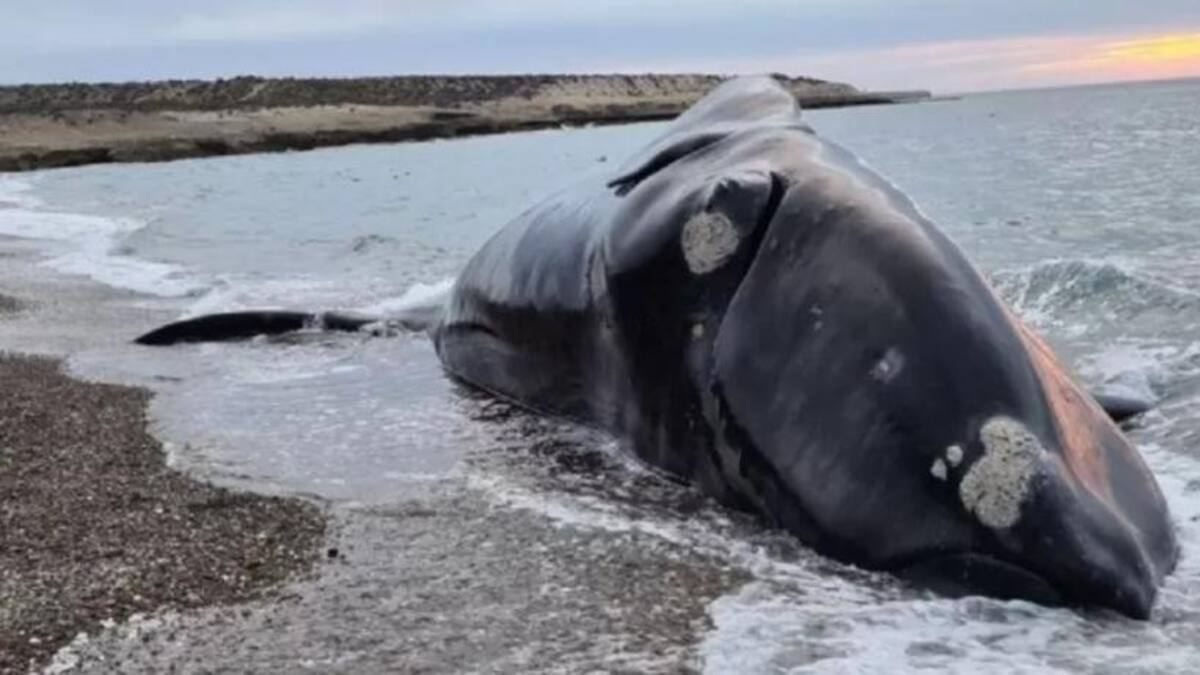 Ballena muerta. Foto: NA