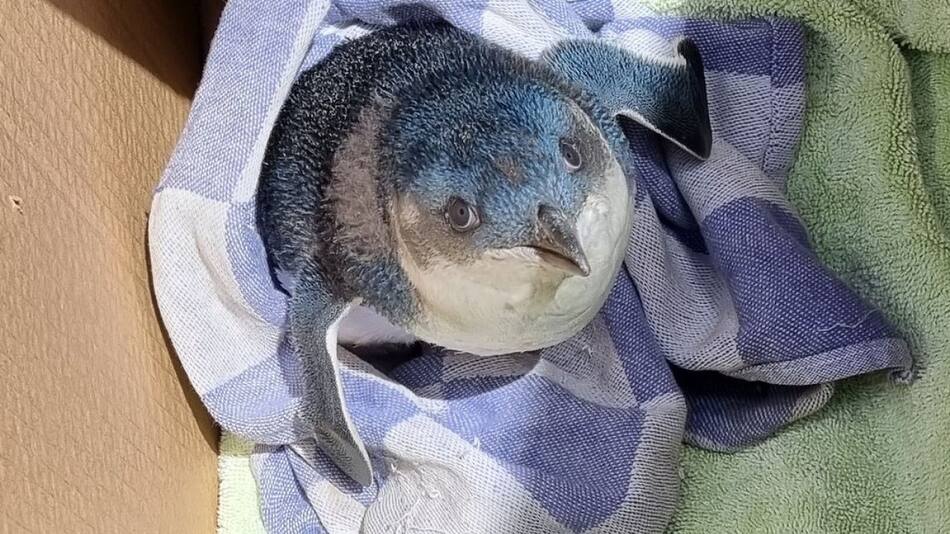 Un inesperado visitante en el aeropuerto de Nueva Zelanda. Foto Instagram @wellingtonairport.