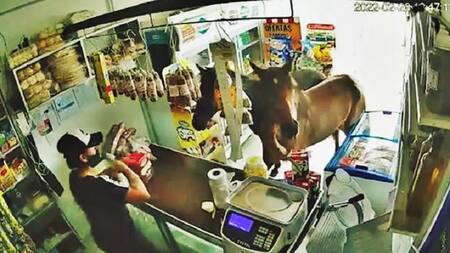 Dos caballos entraron a un kiosco en Córdoba y se comieron todo