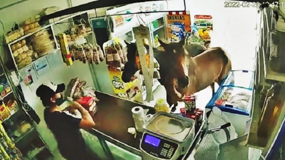 Dos caballos entraron a un kiosco en Córdoba y se comieron todo