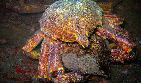 Cangrejo de Huiro. Foto: Noticias Ambientales