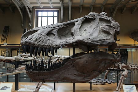 Extinción de los dinosaurios. Foto: Unsplash