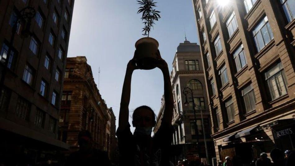 Legalización del uso recreativo de la marihuana en México, REUTERS