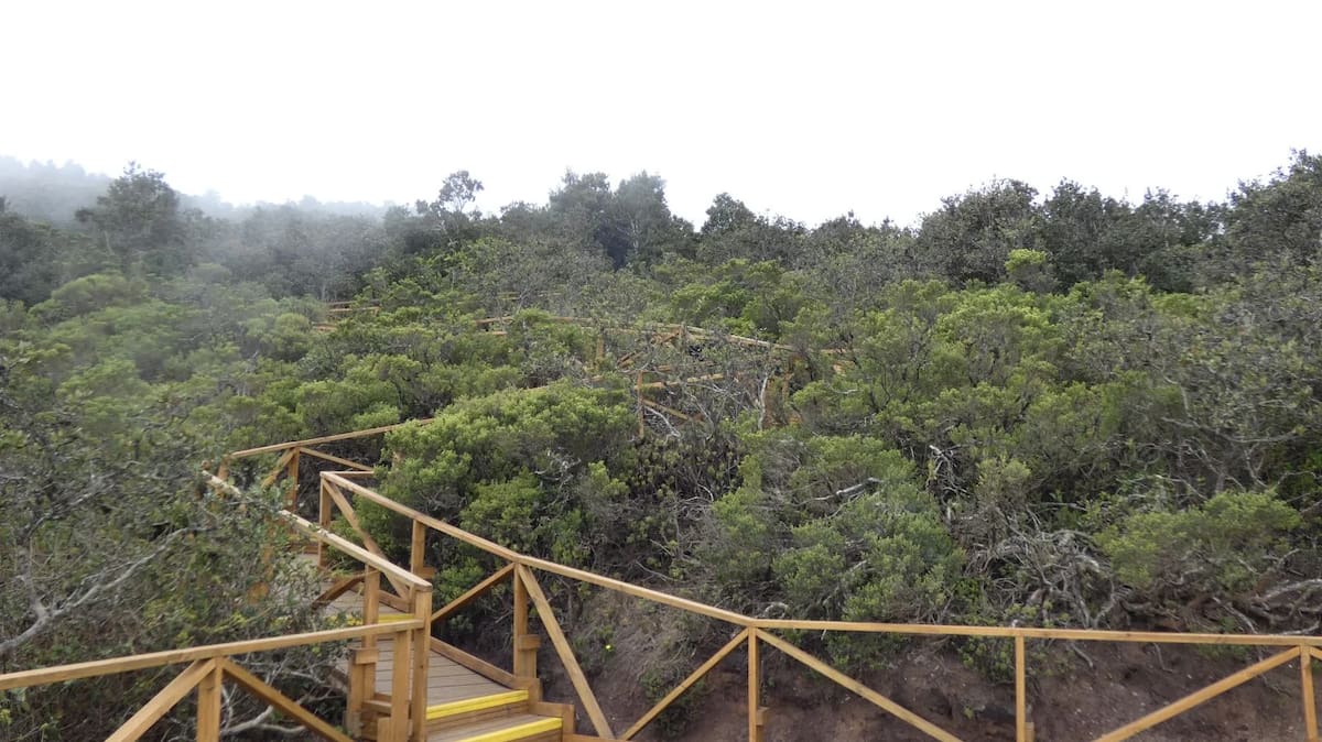 Parque Nacional Bosque Fray Jorge, en Chile.