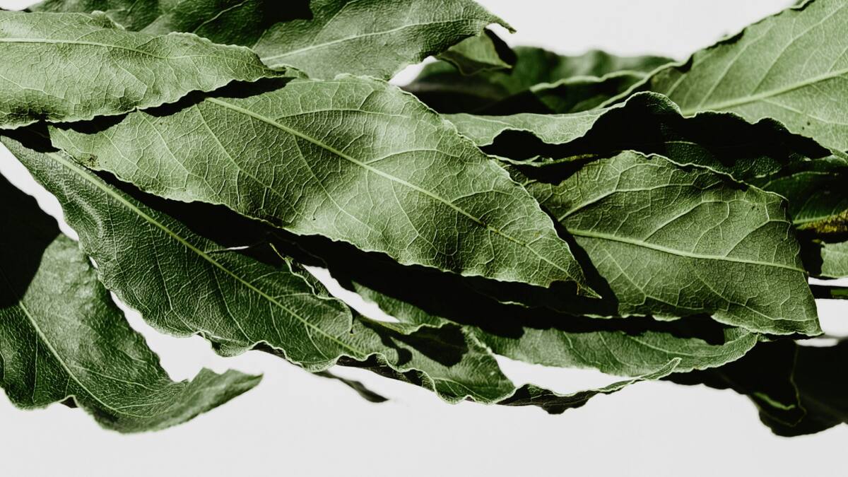La hoja que atrae la buena fortuna. Foto Unsplash.