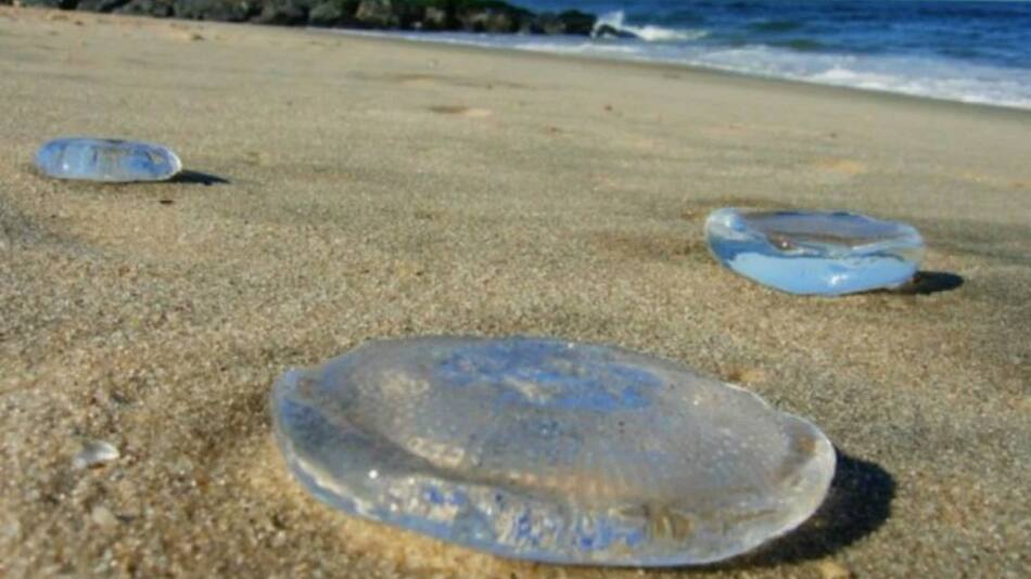 Medusas, aguas vivas. Fuente: Noticias Ambientales
