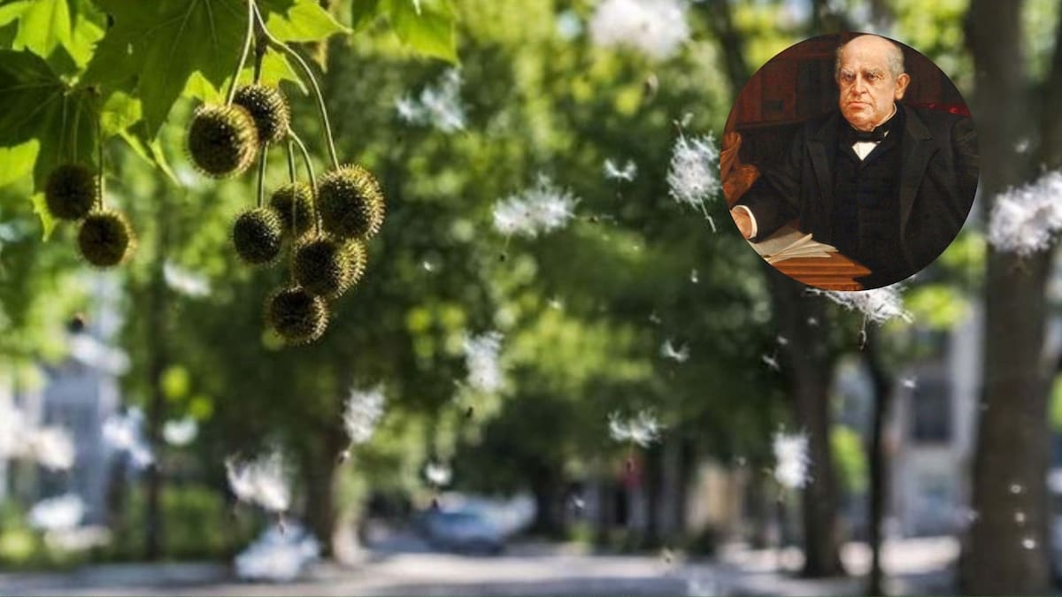 Llegó como símbolo de modernidad, conquistó las calles porteñas y terminó convirtiéndose en una pesadilla cada primavera