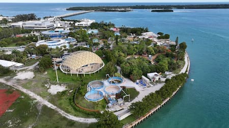 Acusada de maltrato: empresa de parques acuáticos se declaró en quiebra y busca vender más de 2.400 de animales marinos