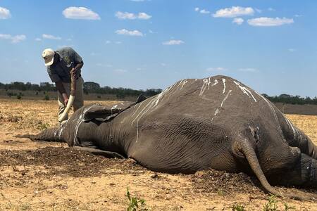 Muerte de elefantes en Zimbabue. Foto: Reuters.