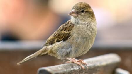 El estudio realizó mediciones de ruido y luz durante el día y la noche en cada área. Foto: Unsplash.