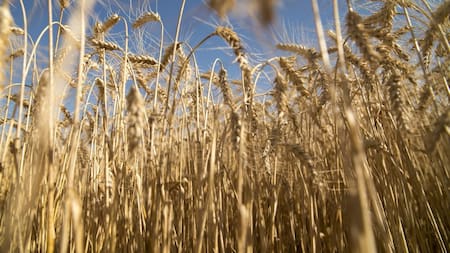 Trigo, economía argentina, NA