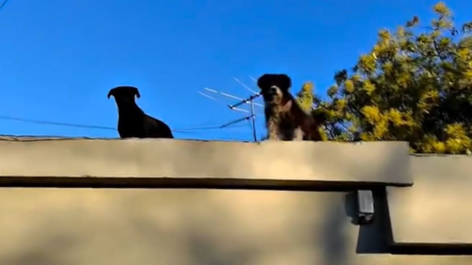 Rescataron a los perritos que quedaron en la casa donde se cometió el triple crimen de Florencio Varela.