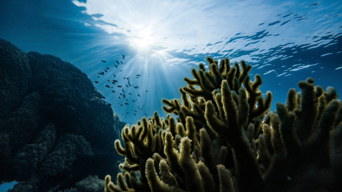 Corales. Foto: Unsplash.