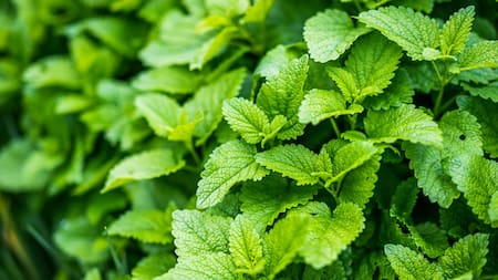 Planta de citronela. Fuente: Unsplash