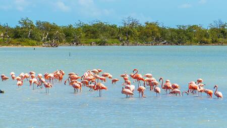 Liberaron flamencos rosados. Foto: EFE.