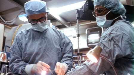 Logran trasplantar riñones de cerdo a un humano con éxito. Foto Unsplash.