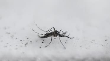 Descubren un nuevo mosquito del dengue: qué cuidados se deben tomar para el verano 2026