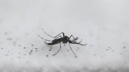 Dengue, casos en el país, Argentina