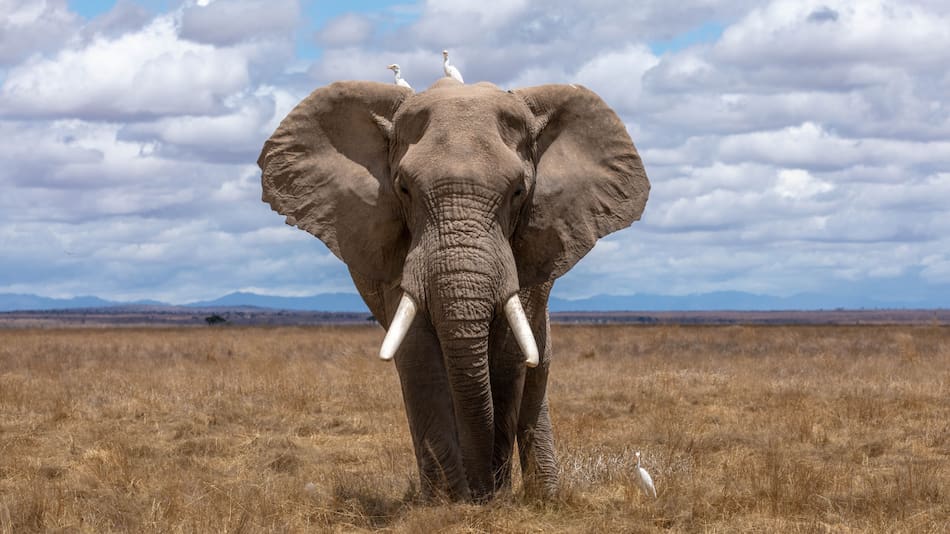 Un elefante atacó el auto de un grupo de turistas. Foto Unsplash.