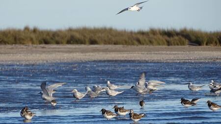 Reserva Natural Municipal Punta Rasa. Foto: reservanaturalpuntarasa.com.