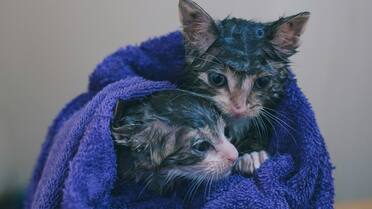 Cuáles son los motivos y cada cuánto tiempo tenés que bañar a tus gatos, según los veterinarios