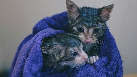 Gatos; felinos; animales.