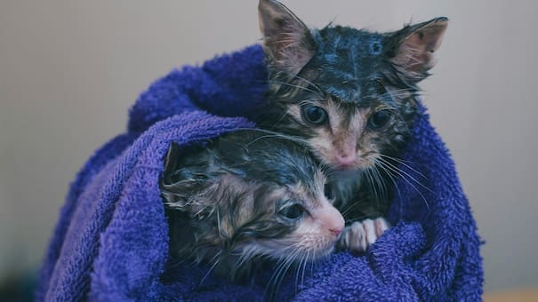 Cuáles son los motivos y cada cuánto tiempo tenés que bañar a tus gatos, según los veterinarios