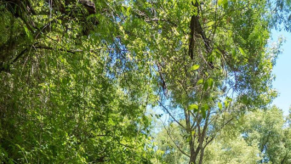 Bosque de Arrayanes, Catamarca. Foto: Geografía de Catamarca.