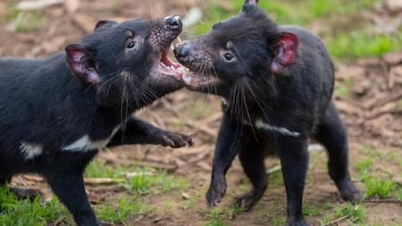 Demonios de Tasmania