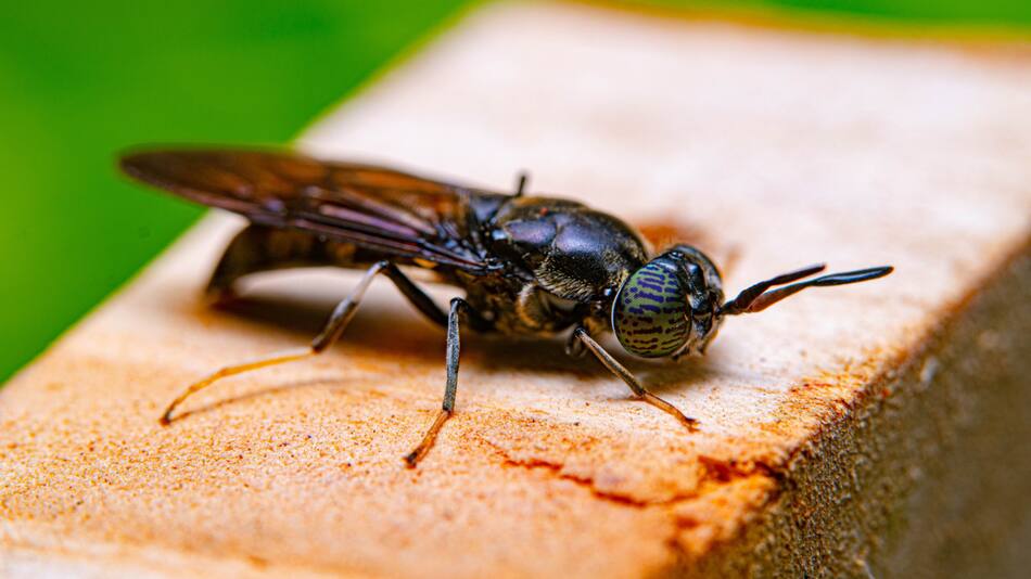 Nuevas especie de moscas negras. Foto: Unsplash