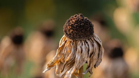 Calentamiento global. Foto: Unsplash