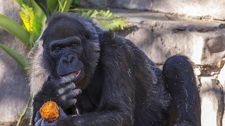Vila, el segundo gorila más viejo del mundo