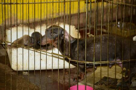 Más de sesenta perros que sufrían maltrato animal, fueron liberados tras un allanamiento en la ciudad de Tortuguitas