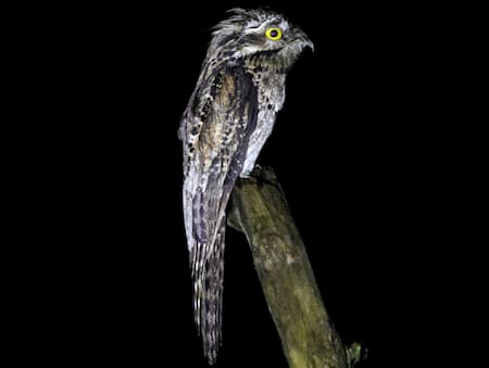 Urutaú, pájaro. foto: ebird.org