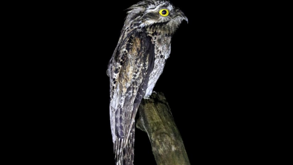 Urutaú, pájaro. foto: ebird.org