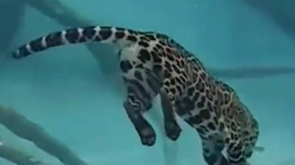 Jaguar caza bajo el agua (Youtube)