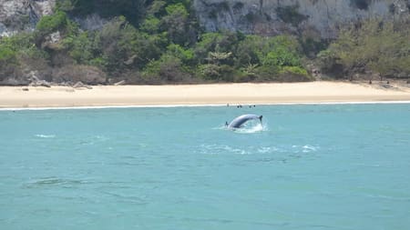 La playa de Brasil donde los delfines sorprenden en sus aguas.