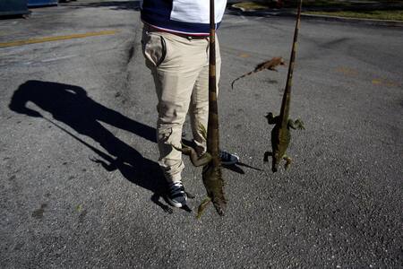 Iguanas congeladas en Florida - Reuters