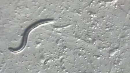 El gusano vivió hace 46.000 años en Siberia. Foto: PLOS Genetics