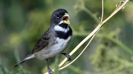 Pájaro. Fuente: Ebird